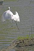 Great Egret Taking Off.jpg